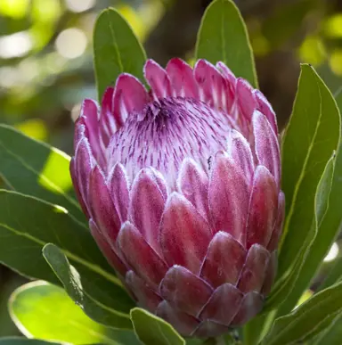 Protea 'Pink Ice' large pink flower and olive green foliage.