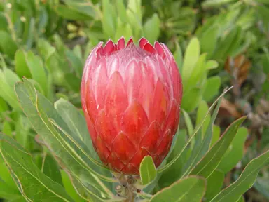 protea-red-ice-
