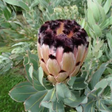 Protea 'Spotted Mink' shrub with olive green foliage and large and showy flowers.