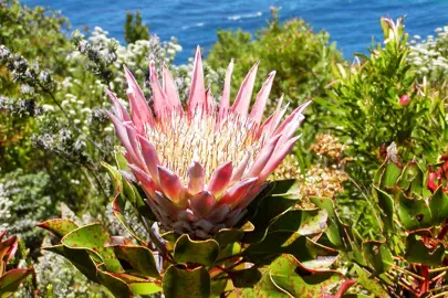 protea-tsitsikamma--1