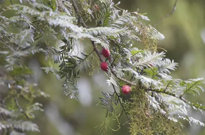 Prumnopitys ferruginea (Miro Tree) green foliage on a branch along with red berries.