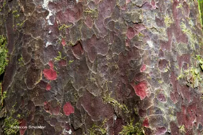 Prumnopitys taxifolia (Black Pine) large trunk showing mottled bark.