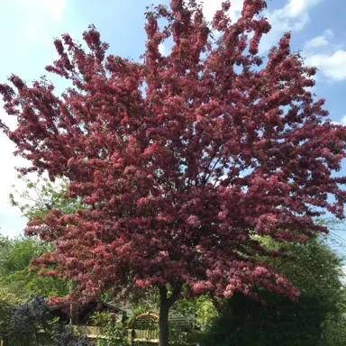 prunus-blireiana-