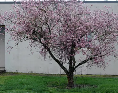 prunus-blireiana-1