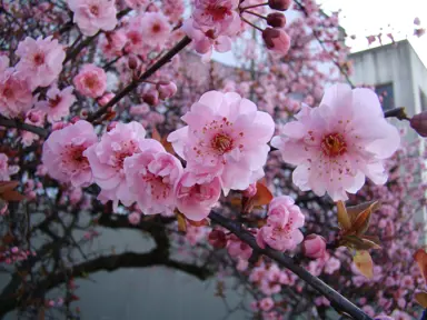 prunus-blireiana-2