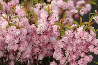 Prunus glandulosa rosea plena tree covered in masses of double, pink and white flowers.