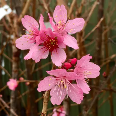 prunus-jims-delight-