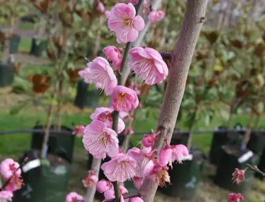 prunus-mume-