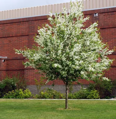 Prunus padus tree with white blossoms.