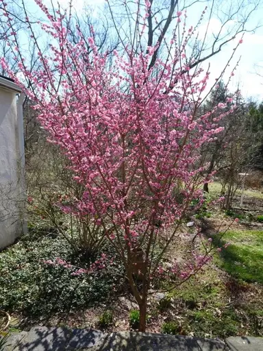 prunus-peggy-clarke--2