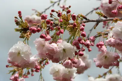 Beautiful Prunus 'Shimidsu Sakura' pink and white blossoms.