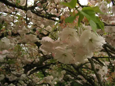 Prunus 'Shimidsu Sakura' pink and white blossoms hanging from a branch.