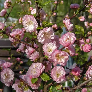 Prunus triloba plena tree with double, pink flowers.