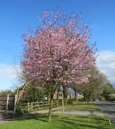 prunus-te-mara-