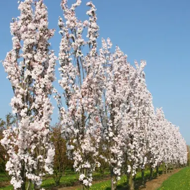 prunus-amanogawa-