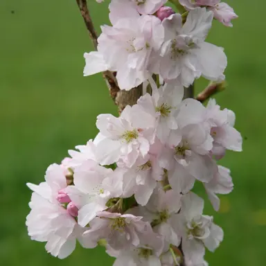 prunus-amanogawa-2