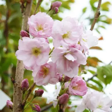 prunus-amanogawa-3