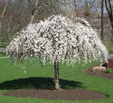 prunus-falling-snow-3