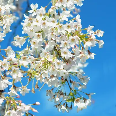 prunus-falling-snow-5