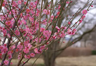 prunus-mume-the-geisha-