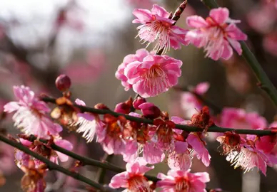 prunus-mume-the-geisha-2