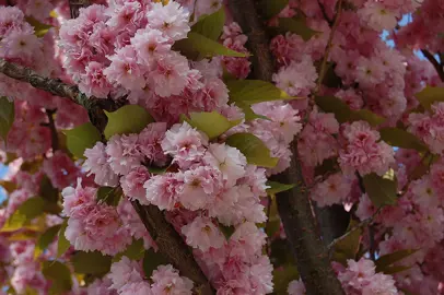 prunus-serrulata-