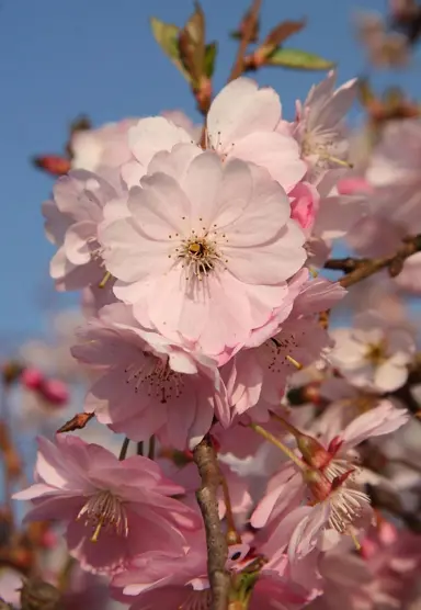 prunus-serrulata-3