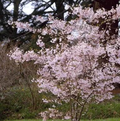 prunus-autumnalis-rosea-1