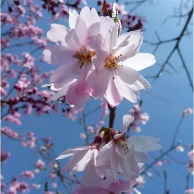 prunus-autumnalis-rosea-2