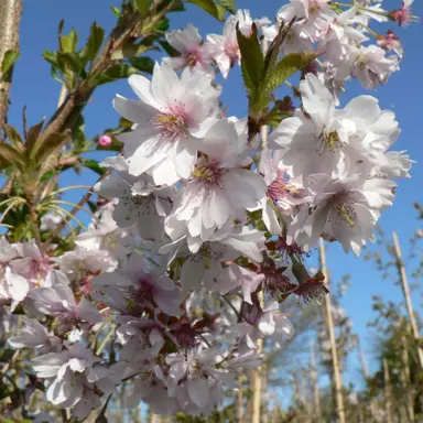 prunus-autumnalis-rosea-4