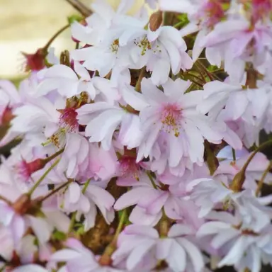 prunus-autumnalis-rosea-5