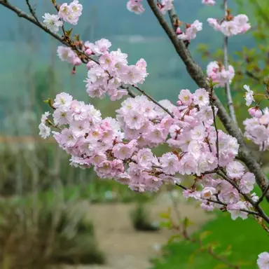 prunus-autumnalis-rosea-6