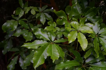 Pseudopanax arboreus (Five-Finger) tree with lush, dark green foliage.