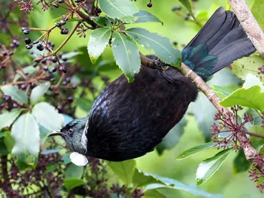 A tui feeding on the berries and flowers in a Pseudopanax arboreus (Whauwhaupaku) tree.