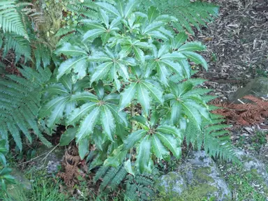 A small Pseudopanax arboreus (Five-Finger) tree with lush green foliage.