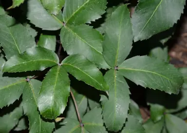 Pseudopanax colensoi dark green leaves.
