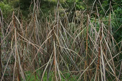 A cluster of young Pseudopanax crassifolius (Lancewood) trees with slender foliage.