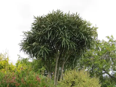 A large Pseudopanax crassifolius (horoeka) tree with slender, dark green foliage.