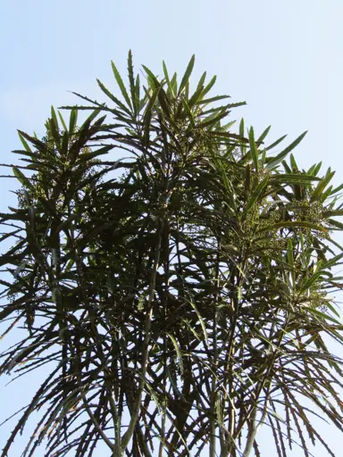 A large Pseudopanax crassifolius (Lancewood) tree with slender and elegant, dark green foliage.