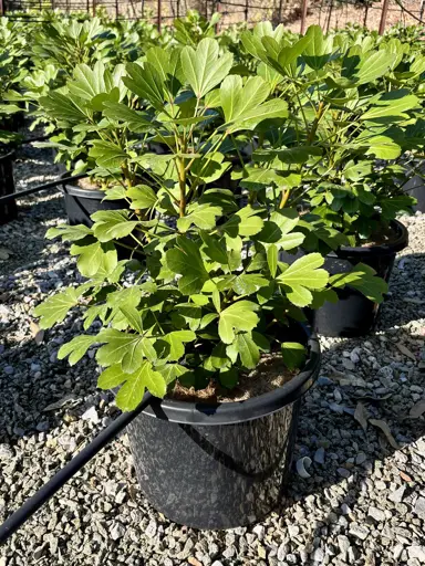 A Pseudopanax 'Cyril Watson' plant with lush green foliage for sale at The Plant Company nursery.