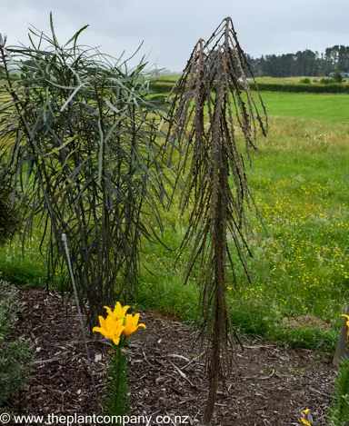 Full sized Pseudopanax ferox four years old.