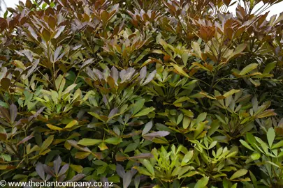 The brilliant purple foliage of Pseudpanax lessonii purpurea.