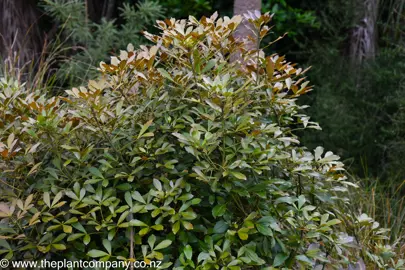 Lush Pseudopanax lessonii purpurea shrub in a garden with purple and green foliage.