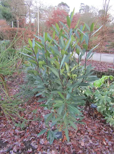A Pseudopanax 'Sabre' shrub in a garden with spectacular foliage.