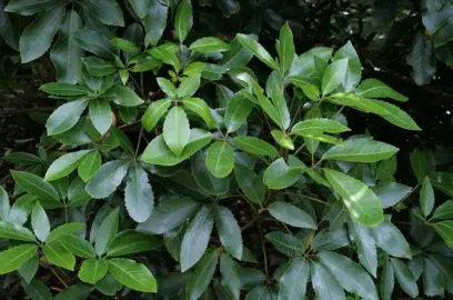 pseudopanax-arboreus-2