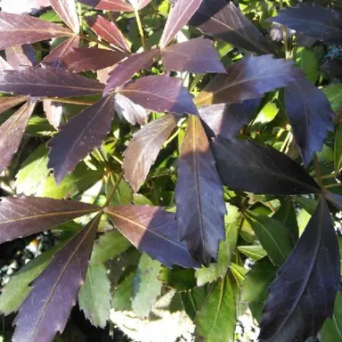 pseudopanax-black-knight-1