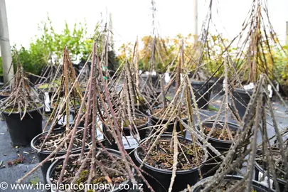 Closeup of Pseudopanax ferox leaves that are brown and serrated.