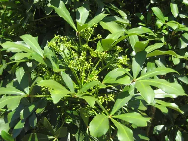 pseudopanax-lessonii-1