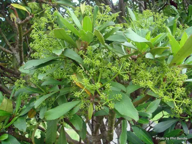 pseudopanax-lessonii-5