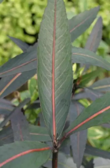 pseudopanax-sabre-